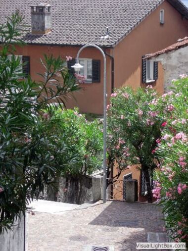 mediterane Vegetation mit Palmen und Oleander