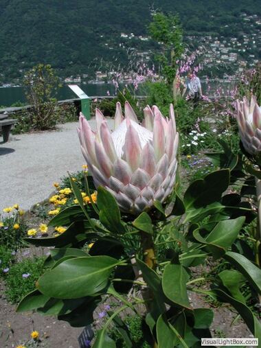 Botanischer Garten